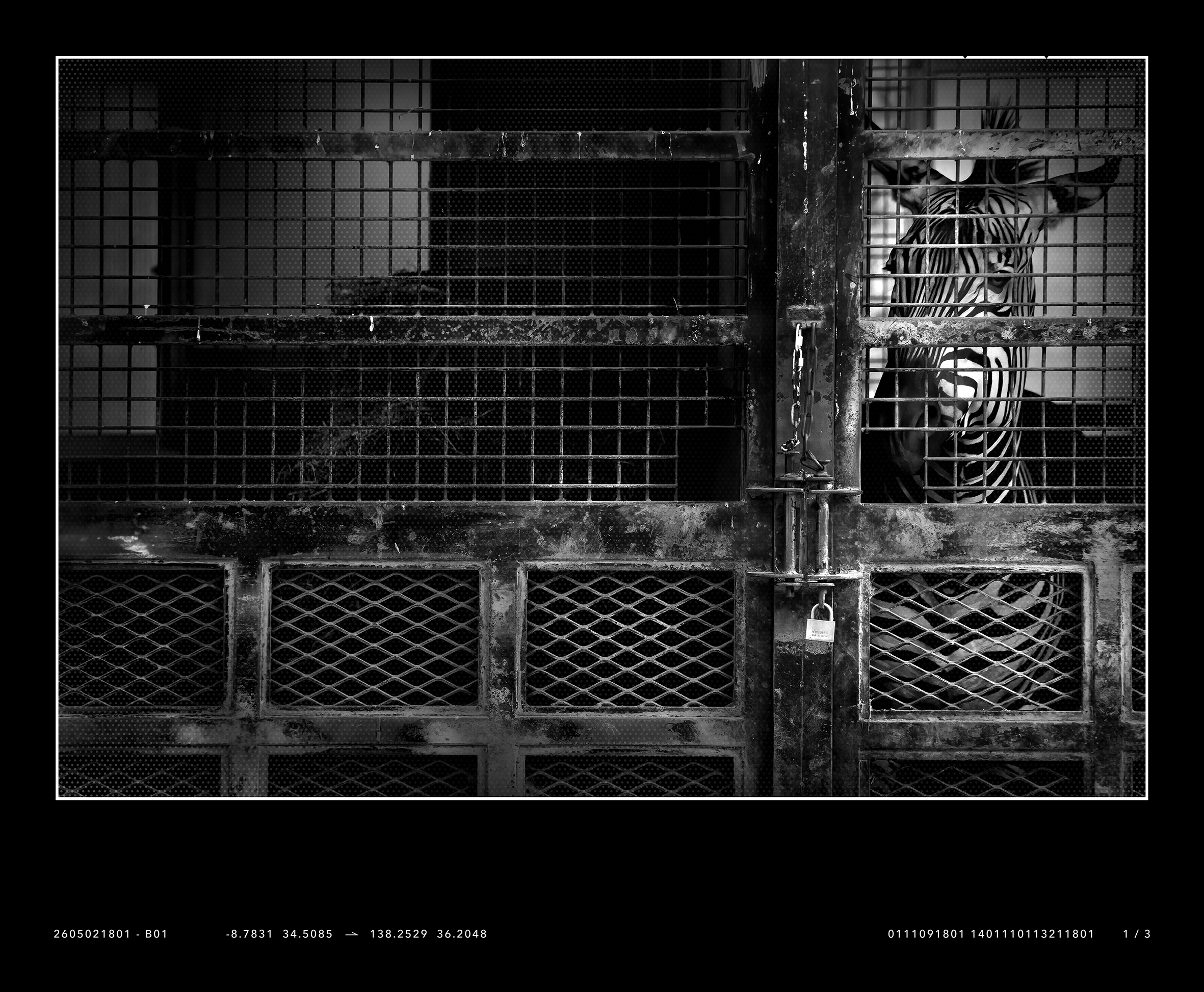COEXISTENCE 2 DOMINATION / Akira Nakamura