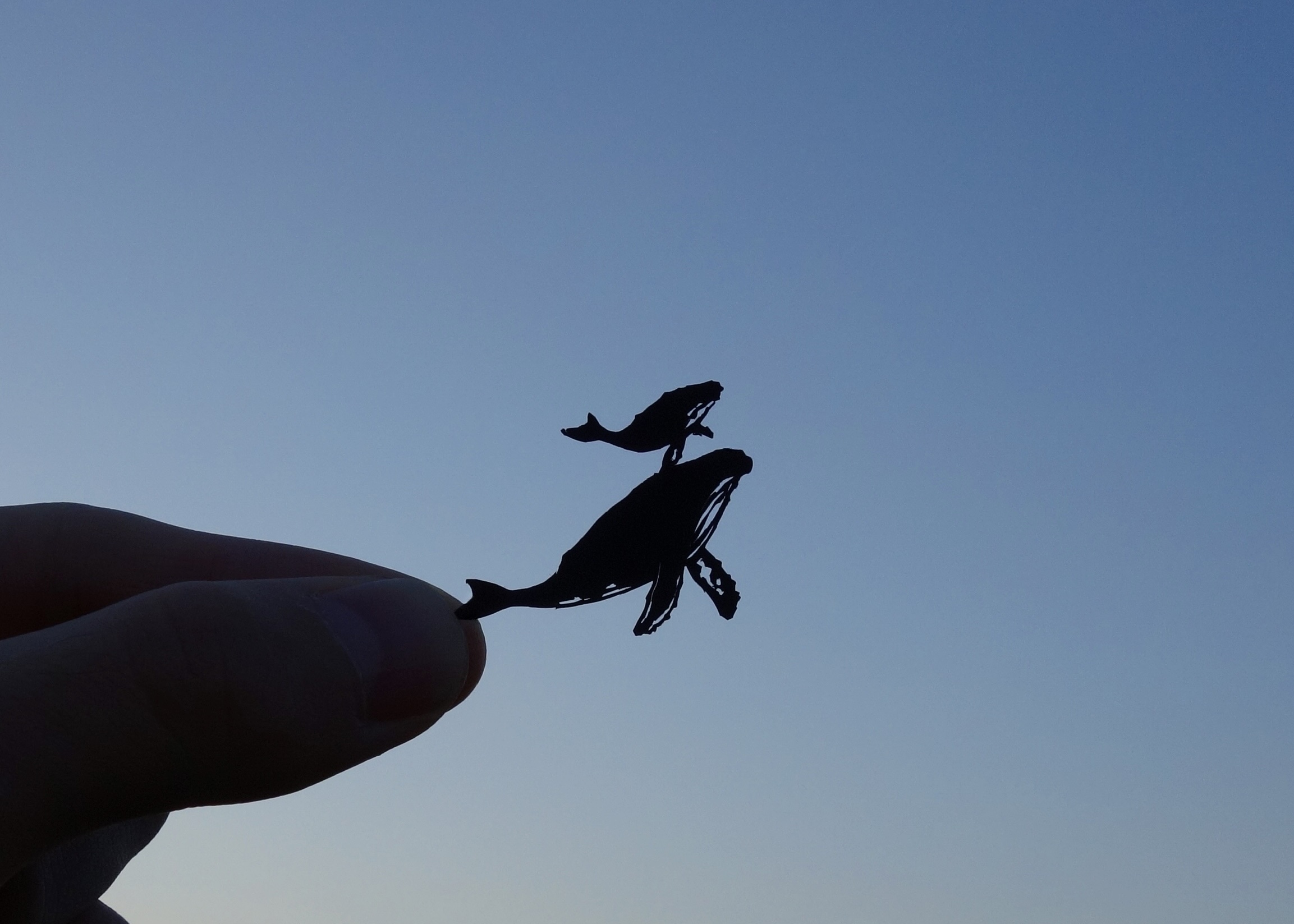 切り絵と音楽展 / Kohei Kawano